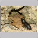 I-Odynerus spinipes w01c Nestverschluss.jpg